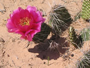 Cactus with Flower