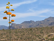 Apache Trail