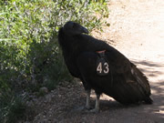 California Condor