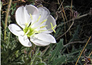 Desert Primrose