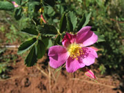 Evening Primrose