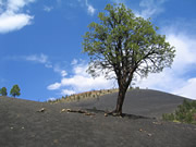 Bonito Lava Flow