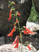 Golden-bear Penstemon