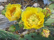 Prickly Pear Blooms